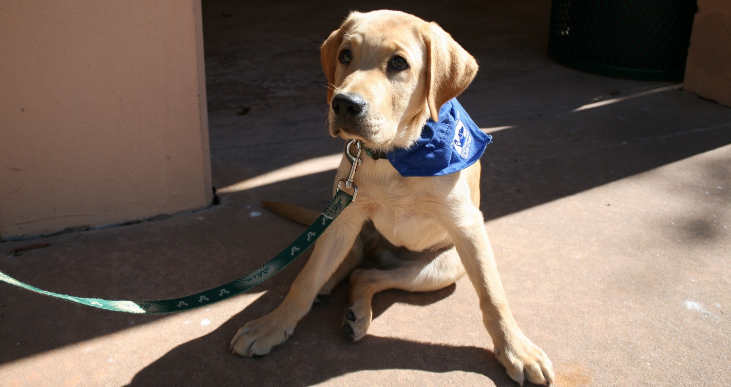Yellow Labrador guide dog puppy with a University of South Florida leash.